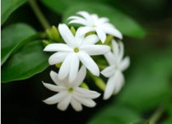 Jasmine